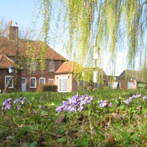 Barking Fox and Violets March 2012