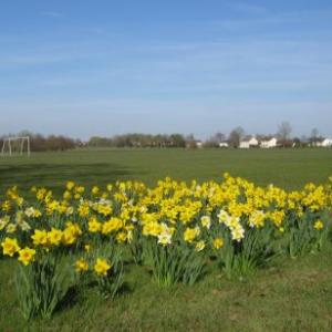 March 2012 Daffodils