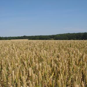 Field of Gold July 2012