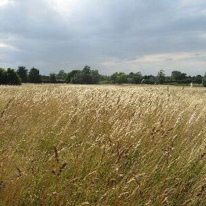 July Hay Crop resized