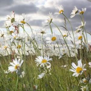 June Daisies resized