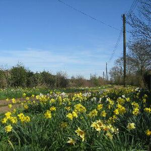 Overhall Farm daffodils 2011 b