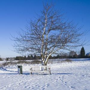 Tree and seat No.1.1WS