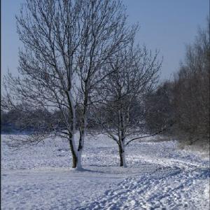 Trees in snow No.1BWS
