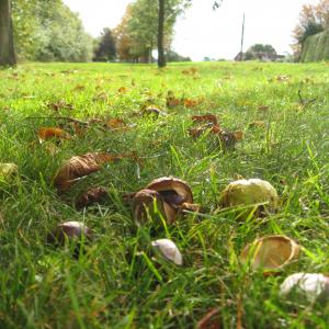 autumn conkers sept