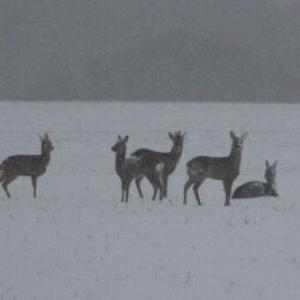 deer in snow resized2