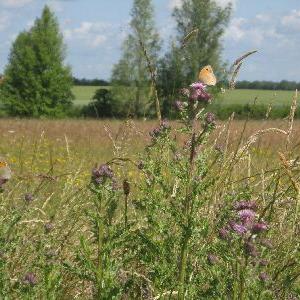 thistles and butterflies June 2011